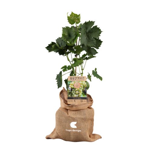 Druivenstruik - Afbeelding 1